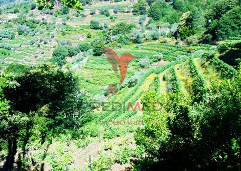 Douro Vineyard, with an area of 10,997 m2, with 600m2 of road face, with excellent access and a water line of its own on the ground; This property produces annually a total of 20 barrels of wine, 5 barrels with benefit letter D, being the varieties T...