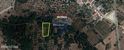 Rustic land, for sale in S. Facundo, belonging to the Union of Parishes of S. Facundo and Vale das Mós, municipality of Abrantes. This land has an area of 960 m² and consists of olive trees and bush. If you like contact with nature you have found the...