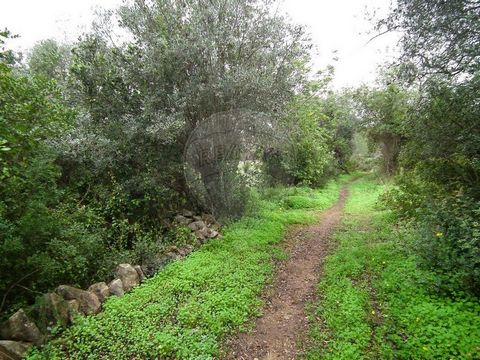 Terreno rustico in vendita SPAZIO PERSONALIZZATO, POSIZIONE, ACCOGLIENTE, NATURA, TRANQUILLITÀ. Ottimo terreno rustico situato a Bordeira, nella parrocchia di Santa Bárbara de Nexe, nel comune di Faro. La proprietà si sviluppa su circa 2640 mq, offre...