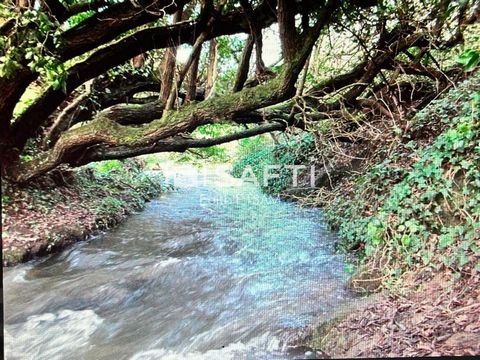 photo no. 13