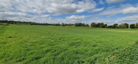 Fantastic rustic land in the municipality of Manacor just 1000 m from the town, it has an area of 23,084 m and a buildable area of 1.5% on the surface of the land, it has an easement, overhead power line around the perimeter of the entrance to the pr...
