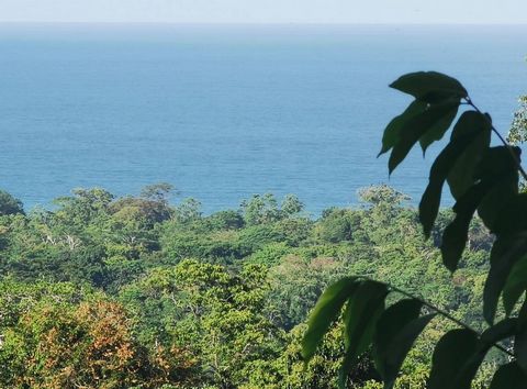 An excellent place with a beautiful view to the Caribbean Sea, for a tourism complex, secondary forest ideal for the creation of a tourist complex, botanical trails with a great diversification of flora and fauna located in the very private Talamanqu...