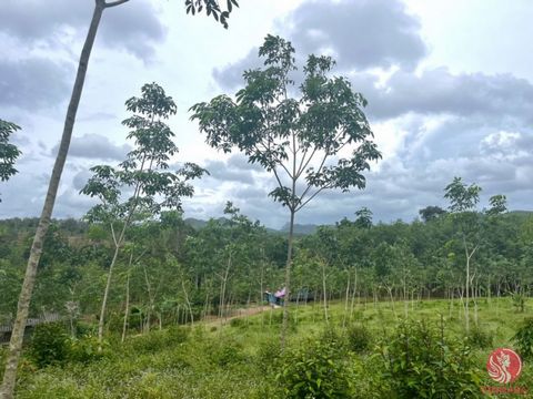 13 rai of rubber plantation with excellent mountain and forest views is for sale in Takua Thung, Phangnga. The plot is quite long and next to the public road. Located in a prime location. The scenery around is lush, with a good environment. This plac...