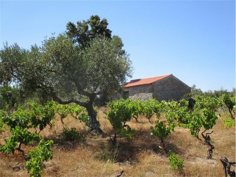 Bio-Kleinbauernhof mit einer Fläche von 1.680 m2. Bestehend aus einem ländlichen Steingebäude, das kürzlich mit einem neuen Dach renoviert wurde. Umliegendes Land mit Weinbergen, traditionellem Olivenhain, Feigenbäumen, Korkeichen und Kiefern. Strom ...