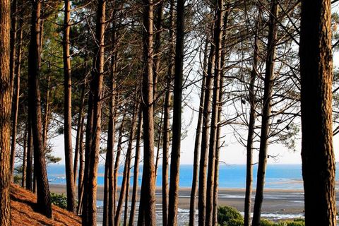 Ontdekking van de natuurlijke omgeving van het bekken van Arcachon: de havens, parken en oesterhutten, de bron van Abatilles, de stranden van het bekken en de oceaanstranden, de Duin van Pyla, het bos van Landes, de meren... Sportieve activiteiten (m...