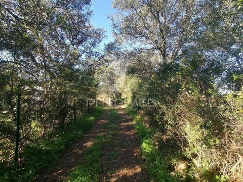 Rustic land with 2,520 m2 located near Moncarapacho. Good location and good access, good sun exposure, light to flat topography, ideal for small agricultural project.