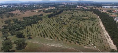 Touristische Investition - Herdade in Setúbal Die Herdade befindet sich auf der Halbinsel Setúbal, eingebettet in das Naturschutzgebiet Sado-Mündung, 50 km vom Zentrum Lissabons entfernt (ca. 30 Minuten). Es hat eine gute Zugänglichkeit. Das Anwesen ...