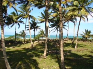 Das perfekte Grundstück für die Entwicklung am Strand in Sabaneta zum Verkauf ist insgesamt 54.720 Quadratmeter groß und verfügt über hohe Kokosbäume, sanfte Dünen und einen breiten Sandstrand. Eine wunderschöne Strandkulisse mit atemberaubender Auss...
