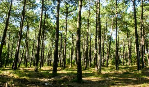 GIRONDE FORET IDEAL INVESTISSEUR 247 HA En Gironde région Biganos, à saisir un ensemble de 247 hectares de forêt majoritairement en Pin des landes – Plusieurs lots dont 119 ha d’un seul ilot, le reste en ilots diffus - Plan simple de gestion – Idéal ...