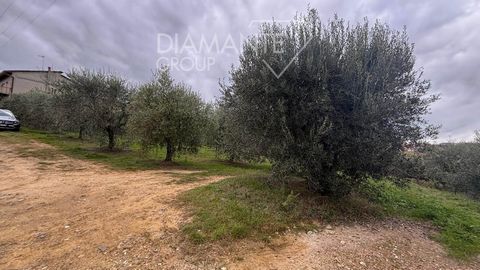 Montepulciano (SI): Land of approximately 2.5 hectares at an altitude of 460 m above sea level with a semi-buried cellar of about 70 sqm and a storage room of 30 sqm. The land is currently used for: - about 1.5 hectares of vineyard planted with rows ...