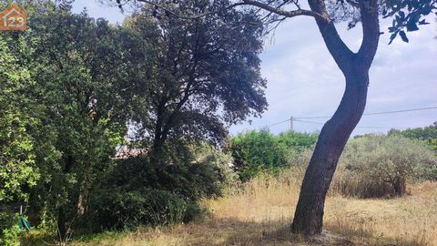 photo no. 17