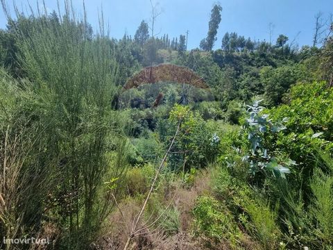 Land with bush and olive trees, with a total area of 6290m2, located in Ribeira de Sabouga, Vila Nova de Poiares. Located very close to the banks of the River Alva, it is crossed by a small stream. Ribeira de Sabouga is located near the towns of Mour...