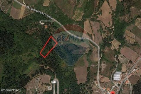 Rustic land for sale at €9,500 Situated on a slope facing east and in the bucolic area of Tapada Real de Mafra, with a stream that runs at the foot of the slope, where we can find an old watermill still in operation, you will find this land. A step b...