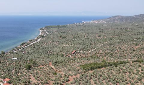 Beschreibung ID Immobilien. 11285 - Skala Kallirachis, Ländliches Grundstück ZU VERKAUFEN . Wohnfläche von ca. 800 m2, - Kaufpreis: 20.000 € The office of Thassos Realestate is located on Thassos Island and specializes in the island's real estate mar...