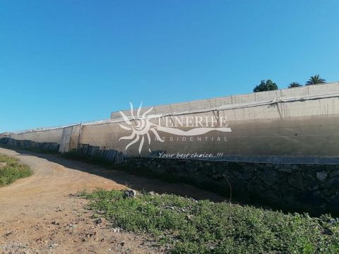 Zu verkaufen landwirtschaftliche Finca mit Gewächshäusern in Tejina de Isora, auf einer Höhe von 500 Metern über dem Meeresspiegel in einem der besten Klimas der Insel, mit milden Temperaturen zwischen 20º / 30º das ganze Jahr über. In perfekter Lage...