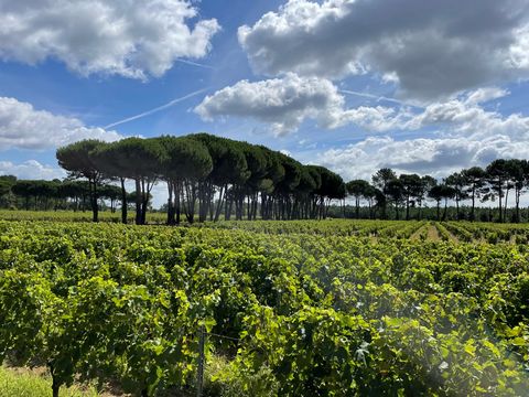 Propriété d’un seul tenant, fonctionnelle et bien équipée Au milieu du vignoble, une majestueuse allée de pin parasol accède aux bâtiments techniques et à une villa. La villa, de plain pied (230m2), des années 80, se compose : d’une entrée, un dégage...