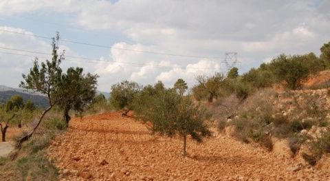 Perceel van 12000 m2 met 100 olijfbomen en drinkwater Er is al een project voor een huis van 125m2 Vanaf deze kavel heeft u een prachtig uitzicht over het dal Er is toestemming aanwezig van de gemeente en de provincie Valencia en het waterschapskeurm...