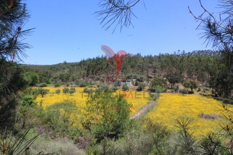 I come to present this property with about 6.6 ha of land area with 4 Ruins, located in São Vicente da Beia in the district of Castelo Branco. This property has 4 ha of eucalyptus planted for 7 years, 2.6 ha of cultivated land with olive trees and ot...
