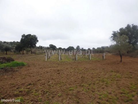Quinta with 14.250 m2, with very good farmland, several fruit trees, two wells, Vine and Olive grove. Small rural construction serving support.