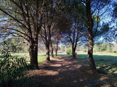 Land for sale cultivated with olive groves and orchards in the countryside of Carovigno. Possibility of constructing a building of approximately 50 square metres, as well as a veranda and swimming pool. This property lends itself to becoming the idea...