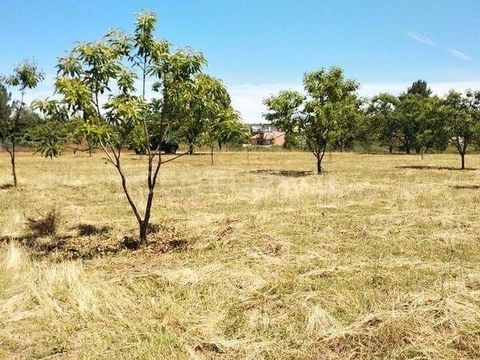 NE MANQUEZ PAS CETTE GRANDE OPPORTUNITÉ ! TERRAIN RUSTIQUE DE 2300 M2 AVEC ÉLECTRICITÉ, EAU ET ACCÈS, TERRAIN DE SEIGLE AVEC VIGNOBLE AVEC 717 VIGNES, 4 OLIVIERS, 4 PIEUX ET 2 FIGUIERS, IDÉAL POUR CEUX QUI VEULENT FAIRE DES PLANTATIONS POUR VOTRE PRO...